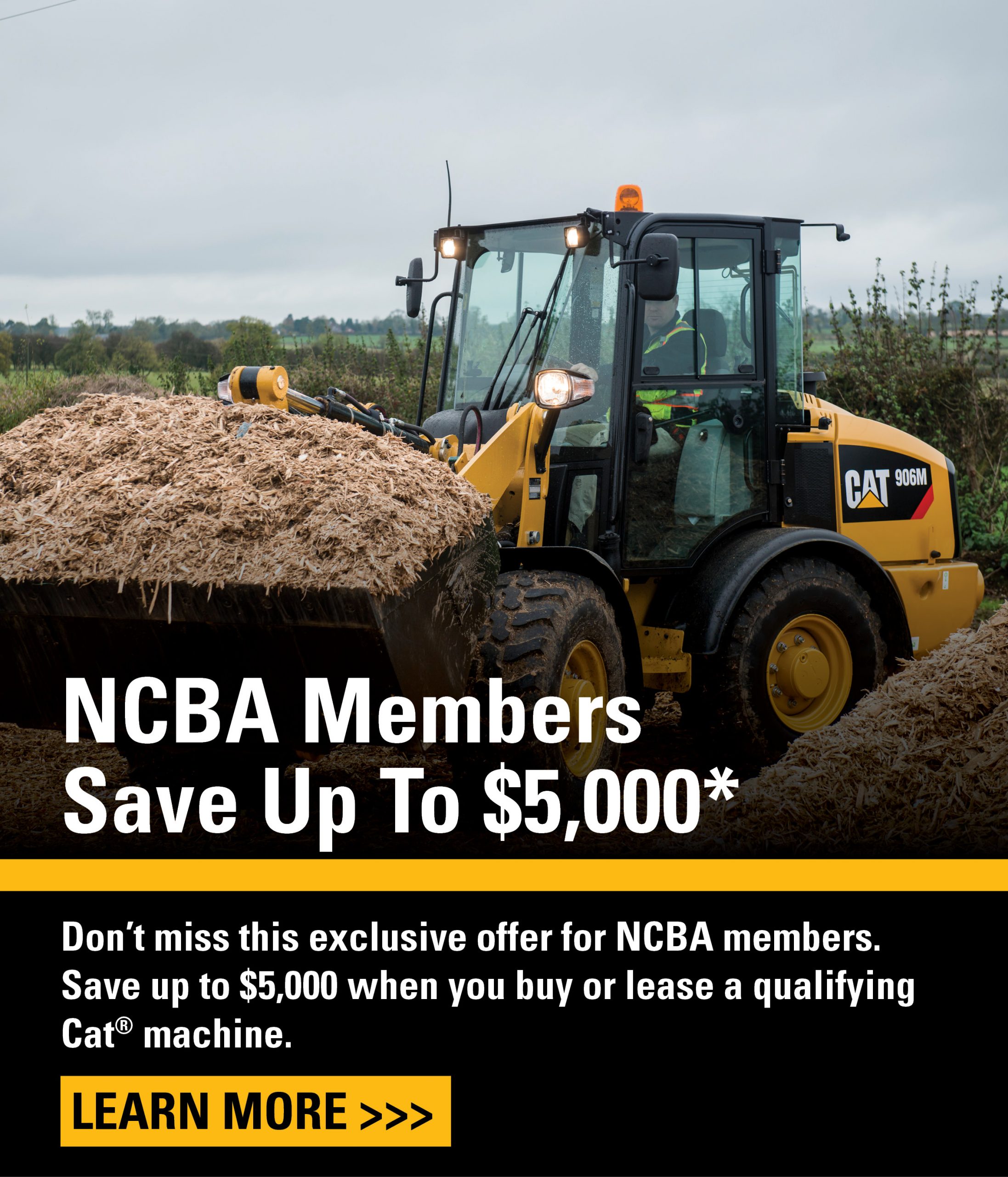 Promotions Louisiana Cat